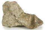 Fossil Brachiopod (Cyrtospirifer) - Russia #322161-1